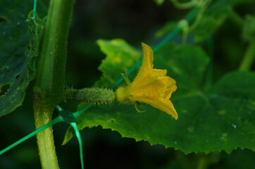 Young plant cucumber with yellow flowers. Juicy fresh cucumber close-up macro on a background of leaves