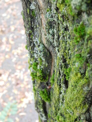 moss on tree
