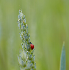 Fototapeta premium ladybud on an ear of grain