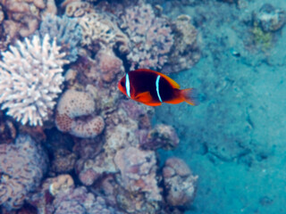 Fototapeta na wymiar Clown-fish, scientific name is Amphiprion bicinctus, it belongs to the family Pomacentridae, life of fish is going in symbiosis and close relationship with the sea anemones, Red Sea, Middle East