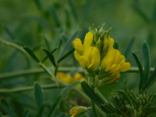 yellow flower in the garden