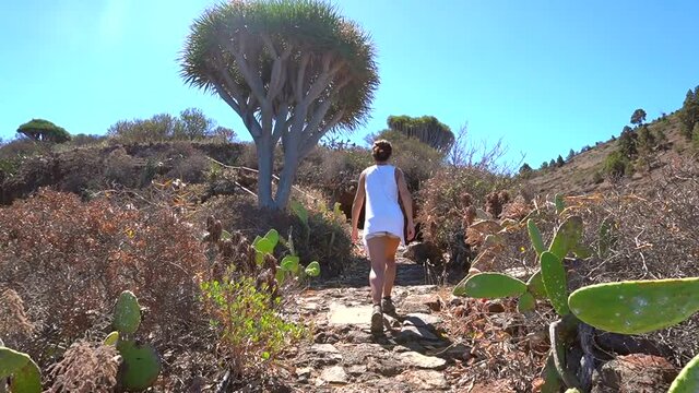 A young woman walking along the path of the giant dragon trees on the Las Tricias trail. Town of Garafia in the north of the island of La Palma, Canary Islands