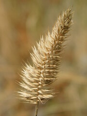 close up of wheat ears