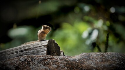 squirrel on a fallen tree © Matej