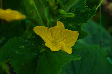 Young plant cucumber with yellow flowers. Juicy fresh cucumber close-up macro on a background of leaves