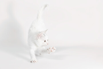 white little playful kitten on a light background