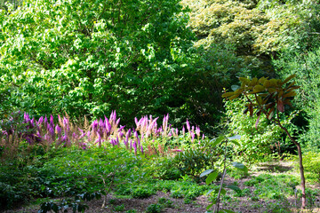 Pink flowers in a field