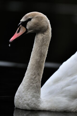 Fototapeta premium swan on the water