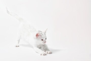 white little playful kitten on a light background