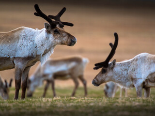 reindeer in the wild