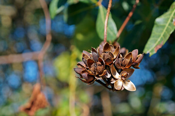 Dried seeds at the tropical rain forest