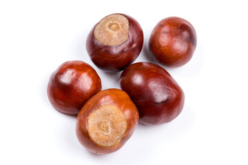 Autumn - Fresh chestnut fruits, Castanea, Horse-chestnut (Aesculus hippocastanum), close up