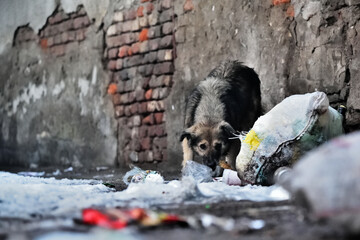dog on the street