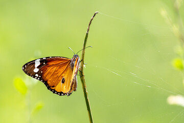 Plain tiger butterfly 