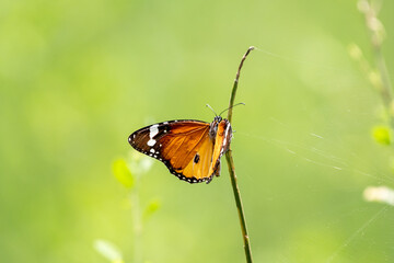 Plain tiger butterfly 