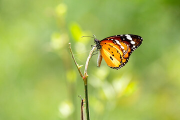Plain tiger butterfly 