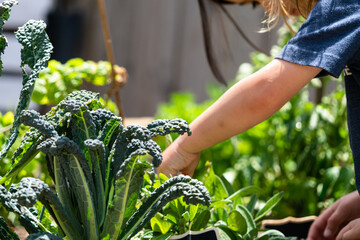 Child picking vegetables from the garden