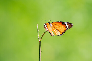 Obraz premium Plain tiger butterfly 