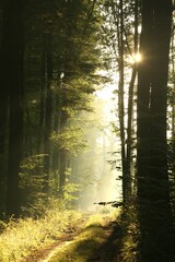 Sunlight enters autumn deciduous forest on a misty morning