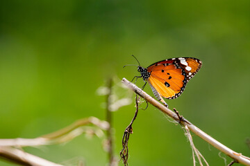 Plain tiger butterfly 