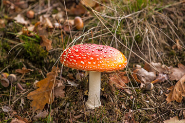 Amanita muscaria, commonly known as the fly agaric or fly amanita in heather