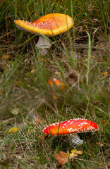 Amanita muscaria, commonly known as the fly agaric or fly amanita in heather