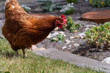 Hen walking outside on a farm in the grass