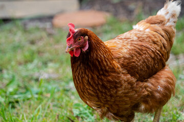 Hen walking outside on a farm in the grass