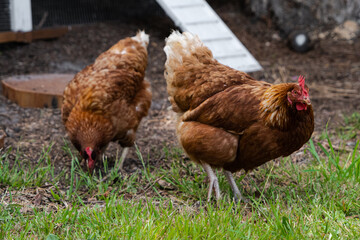 Hens walking outside on a farm in the grass