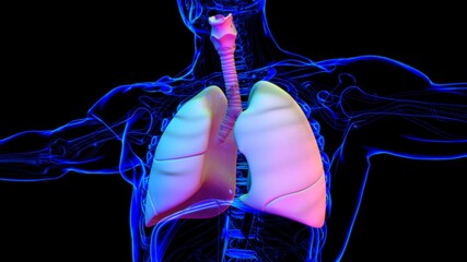 Lungs Human Respiratory System Anatomy For Medical Concept 3D Rendering