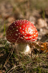Amanita muscaria, commonly known as the fly agaric or fly amanita in heather