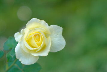 white rose blossom on green background from public garden