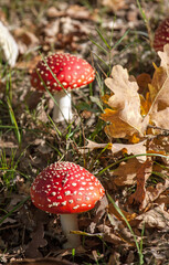 Amanita muscaria, commonly known as the fly agaric or fly amanita in heather
