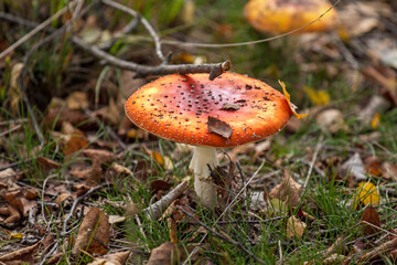 Amanita muscaria, commonly known as the fly agaric or fly amanita in heather