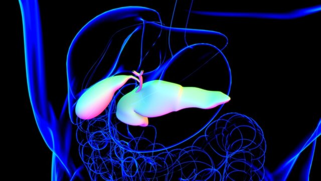 Gall Bladder Human Digestive System Anatomy 3D Rendering