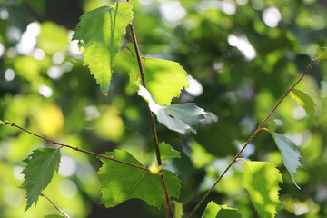Birch branch with green leaves. the background