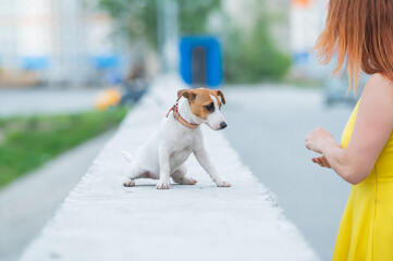 Frightened Jack Russell Terrier puppy sits on the parapet next to the owner.