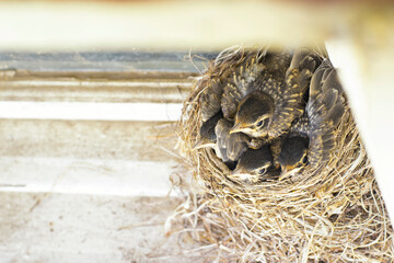 A nest of robin fledglings