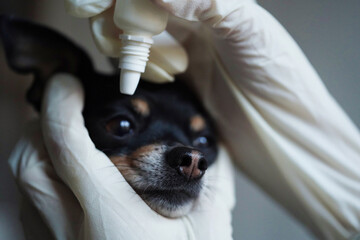 Close-up,veterinarian in white medical gloves dripping drops eye to the small black toy terrier dog in clinic.