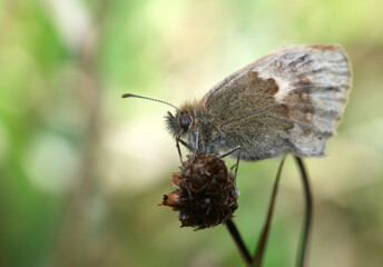 meadow brown butterfly in macro
