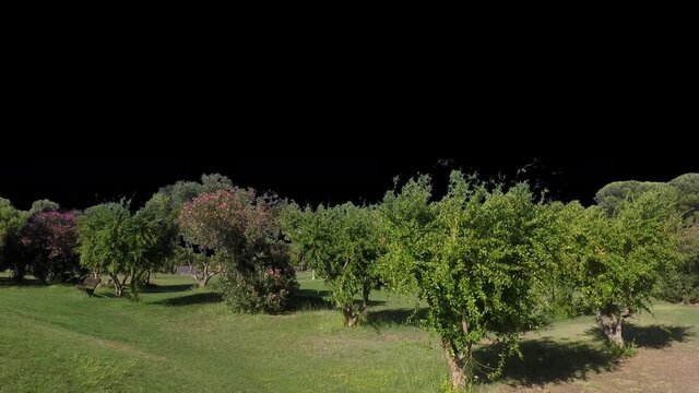 Real tree cornus mas group in movement - 05 sunny day with alpha channel ready to insert in your #vfx works as a separate layer