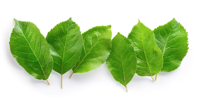 Apple leaves isolate. Apple leaf on white background. Green apple leaves. Leaf background.