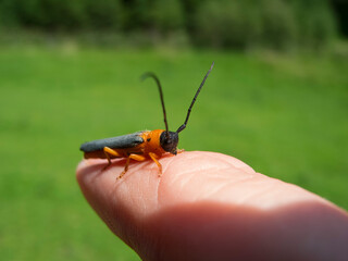 Cantharis fusca_soldier beetle front view