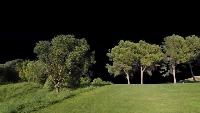Real tree pinus olea group in movement - 06 sunny day with alpha channel ready to insert in your #vfx works as a separate layer