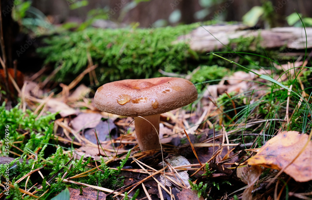 Wall mural Plate mushroom