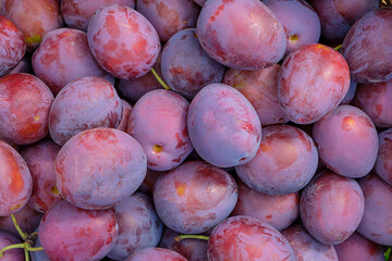 Lots of beautiful ripe plums, view from above, background from plums.