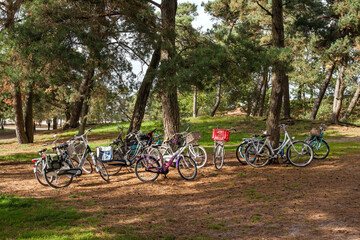 Fototapeta premium Bikes of schoolchildren parked under pine trees 