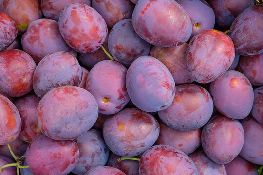 Lots of beautiful ripe plums, view from above, background from plums.