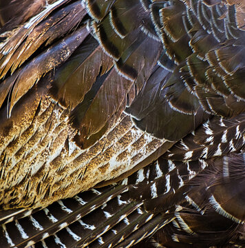 Light brown mottled turkey feathers in soft style for background