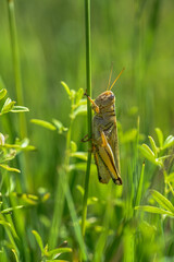 grasshopper on the grass